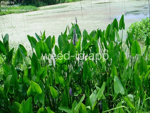 pickerelweed